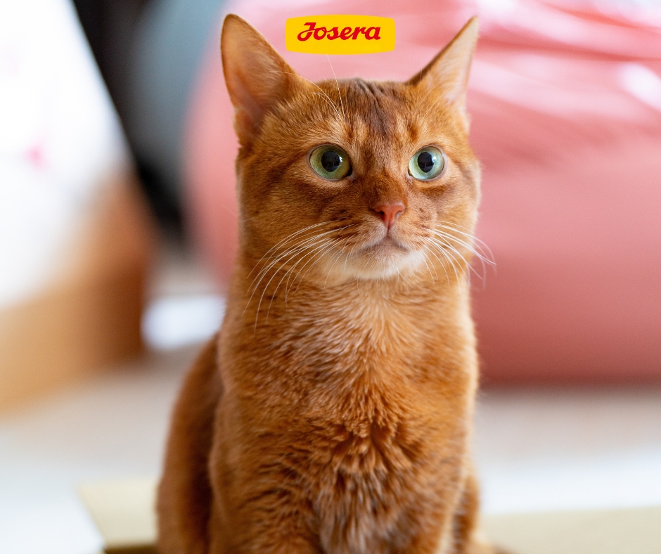 Josera, Naturelle, 絕育貓糧